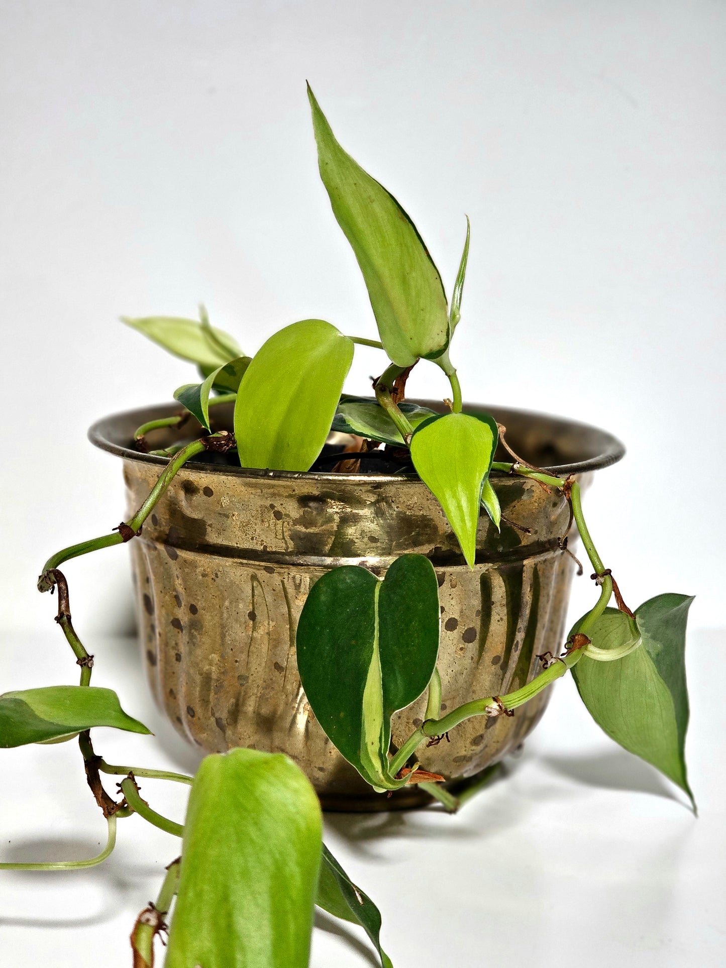 Solid Brass Ribbed Planter